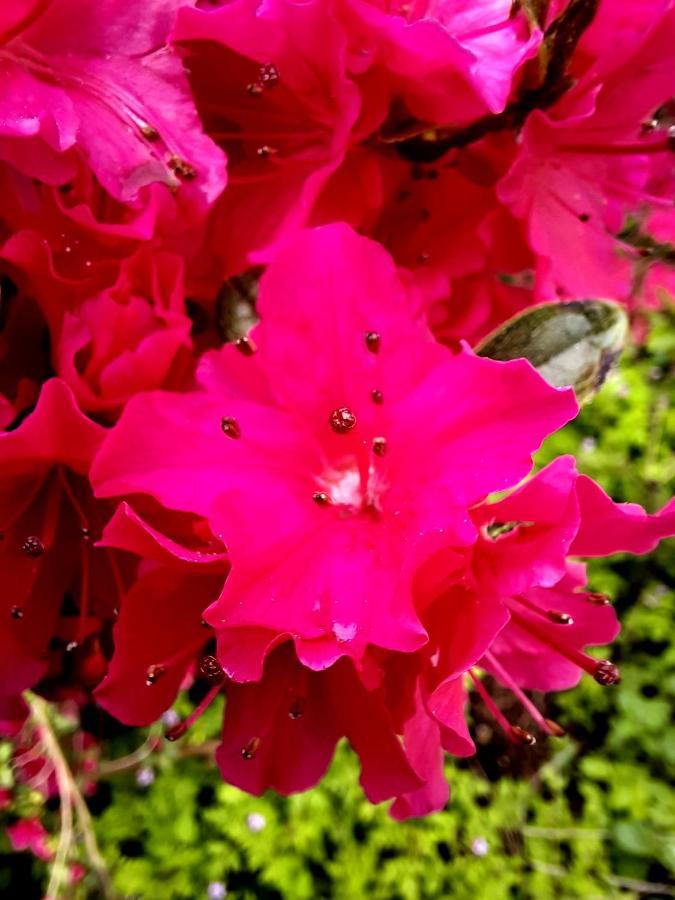Floret